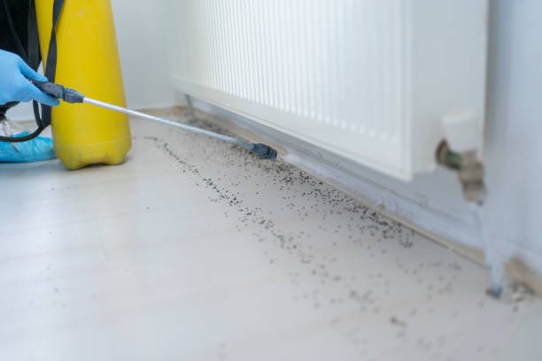 Best Pest Prevention Services  in Morrice, MI